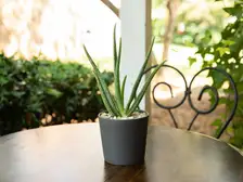Aloe Vera