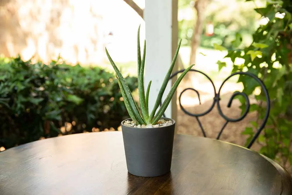 Aloe Vera