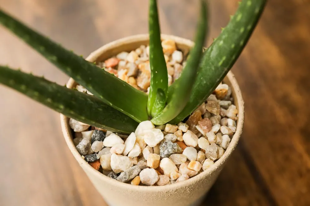 Aloe Vera, view 7