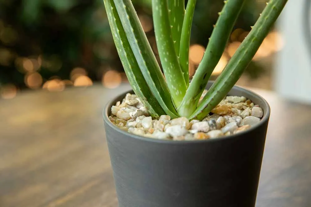 Aloe Vera