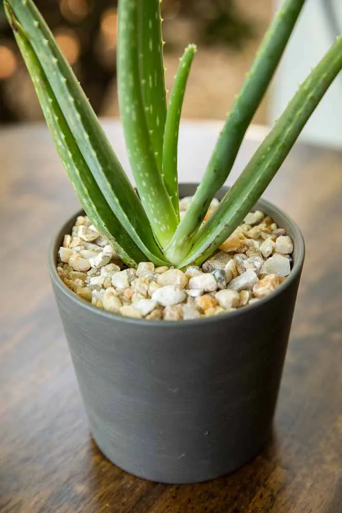 Aloe Vera, view 2