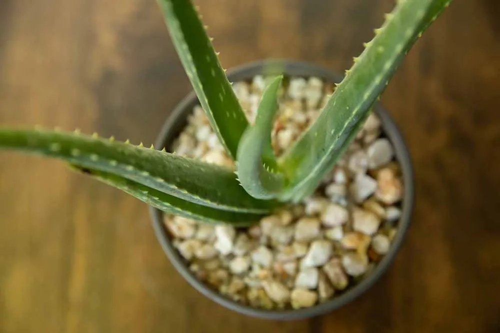 Aloe Vera, view 3
