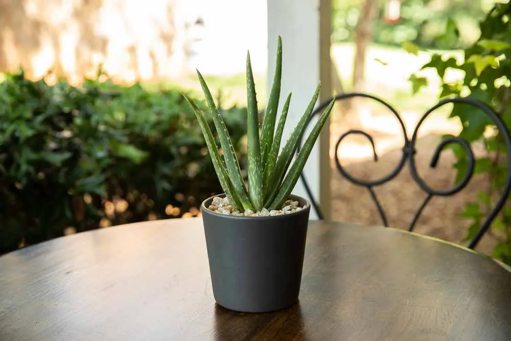 Aloe Vera, view 4