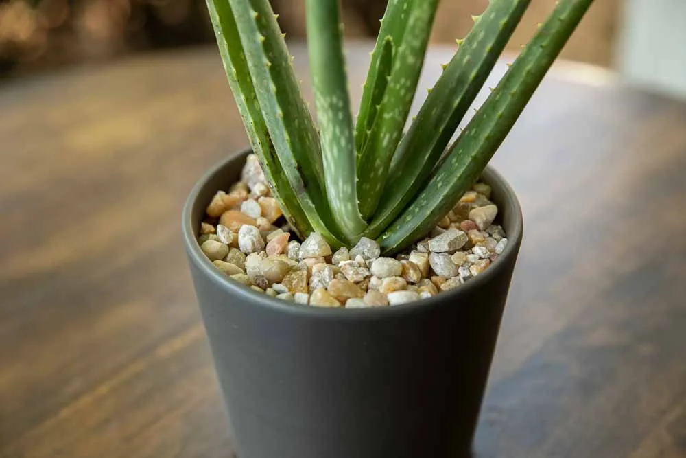Aloe Vera, view 5