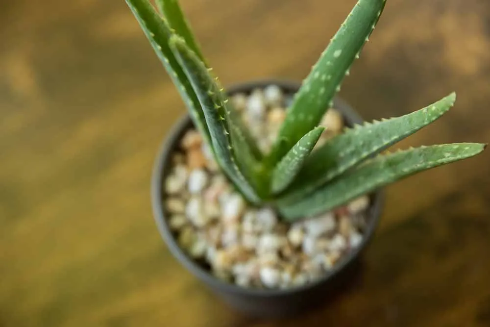 Aloe Vera, view 6
