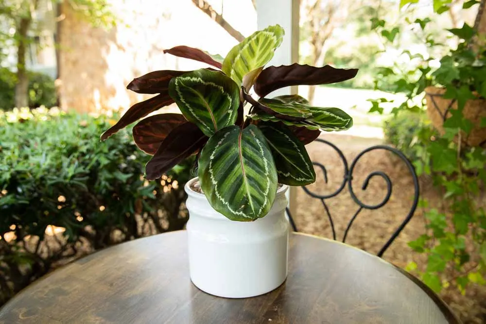 Calathea, view 2