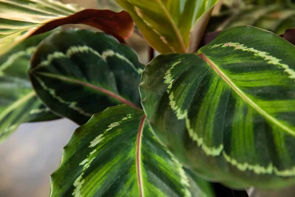 Calathea, view 3