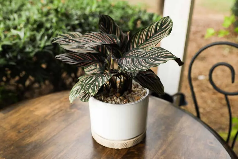 Calathea