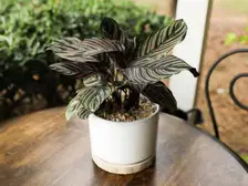 Calathea