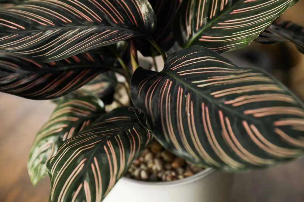 Calathea
