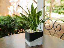 Chinese Evergreen