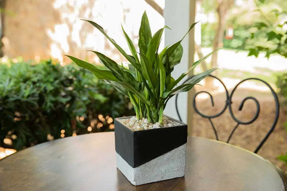 Chinese Evergreen