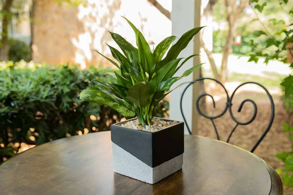 Chinese Evergreen
