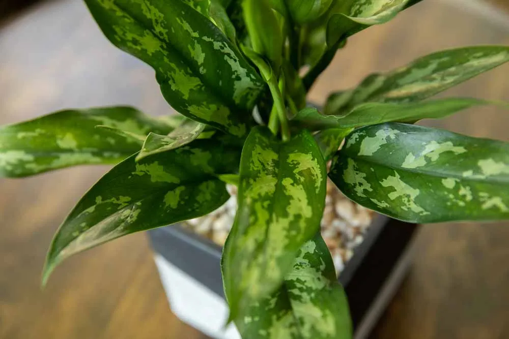 Chinese Evergreen, view 2