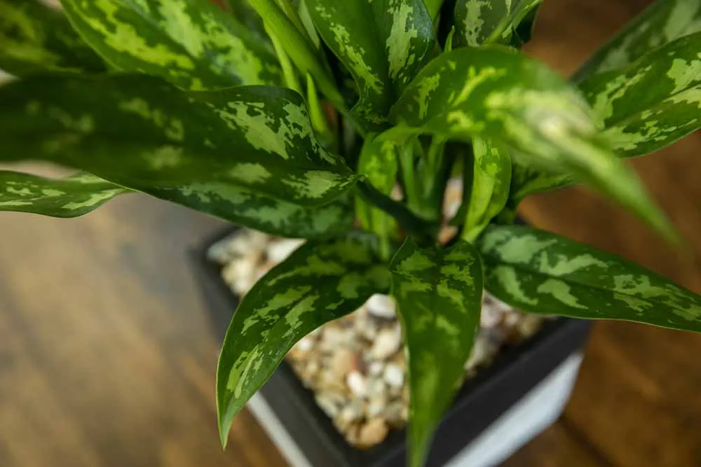 Chinese Evergreen, view 3
