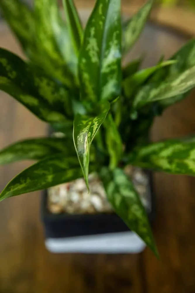 Chinese Evergreen, view 4