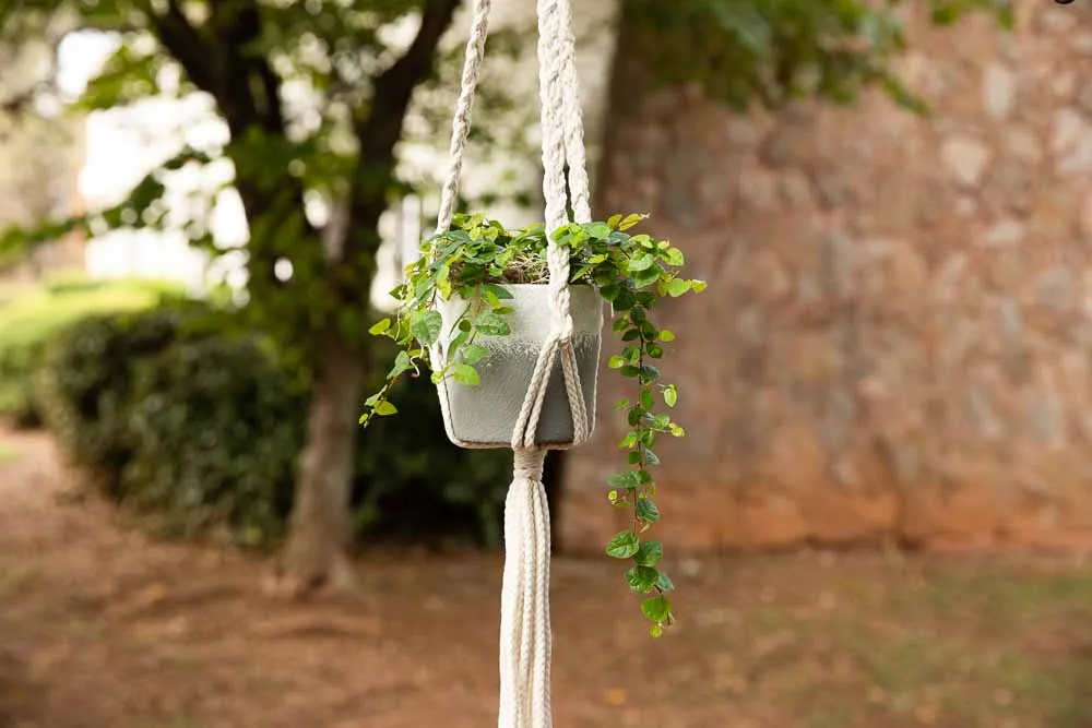 Creeping Fig, view 2