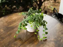 Creeping Fig