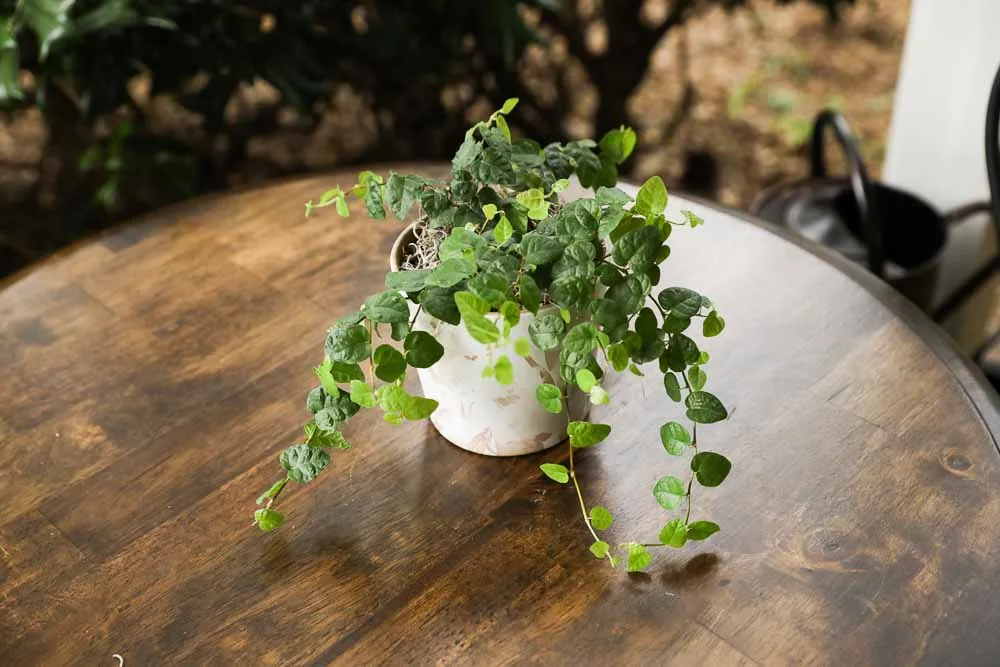 Creeping Fig