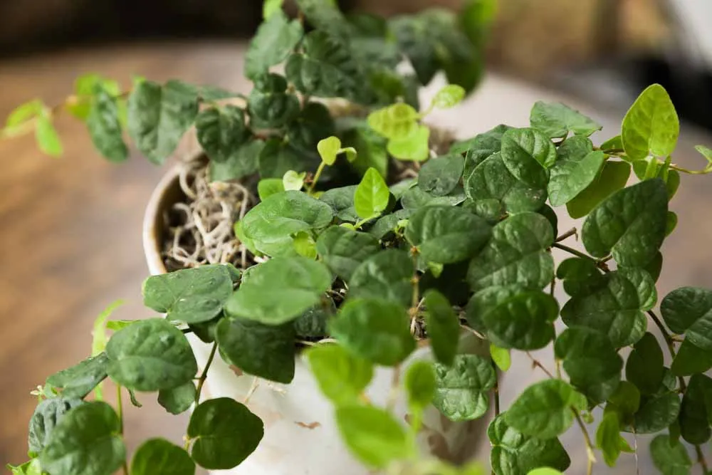 Creeping Fig