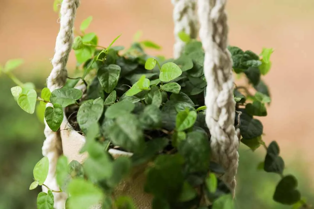 Creeping Fig, view 3