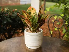 Croton
