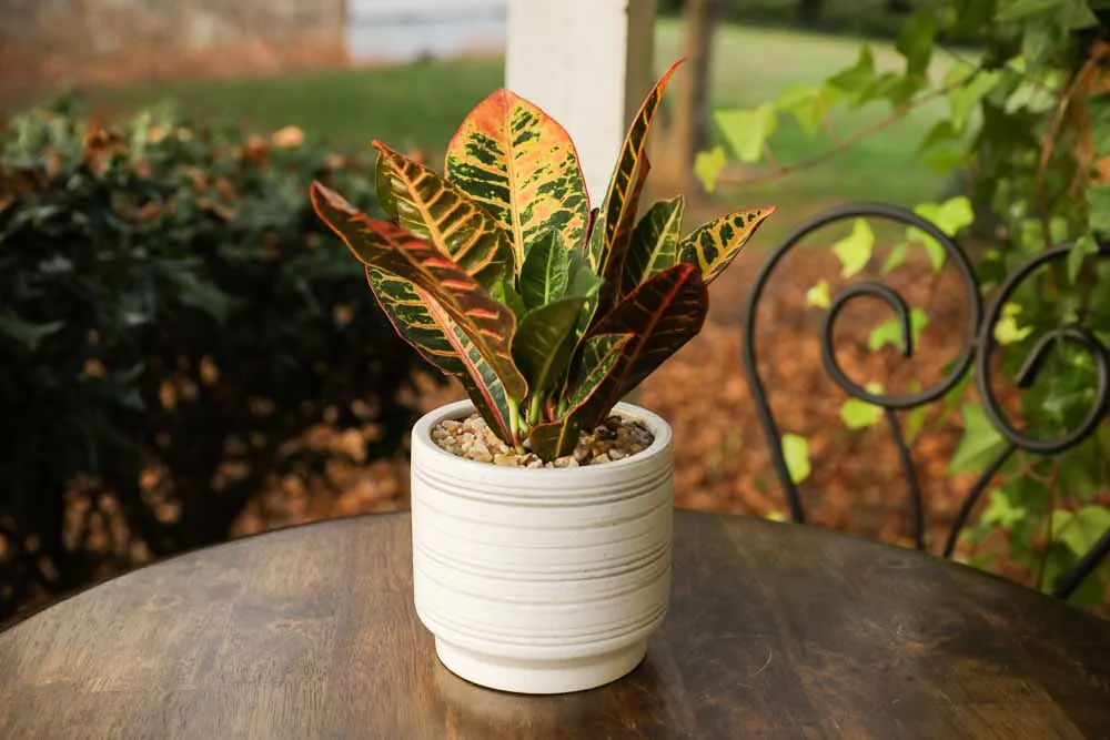 Croton