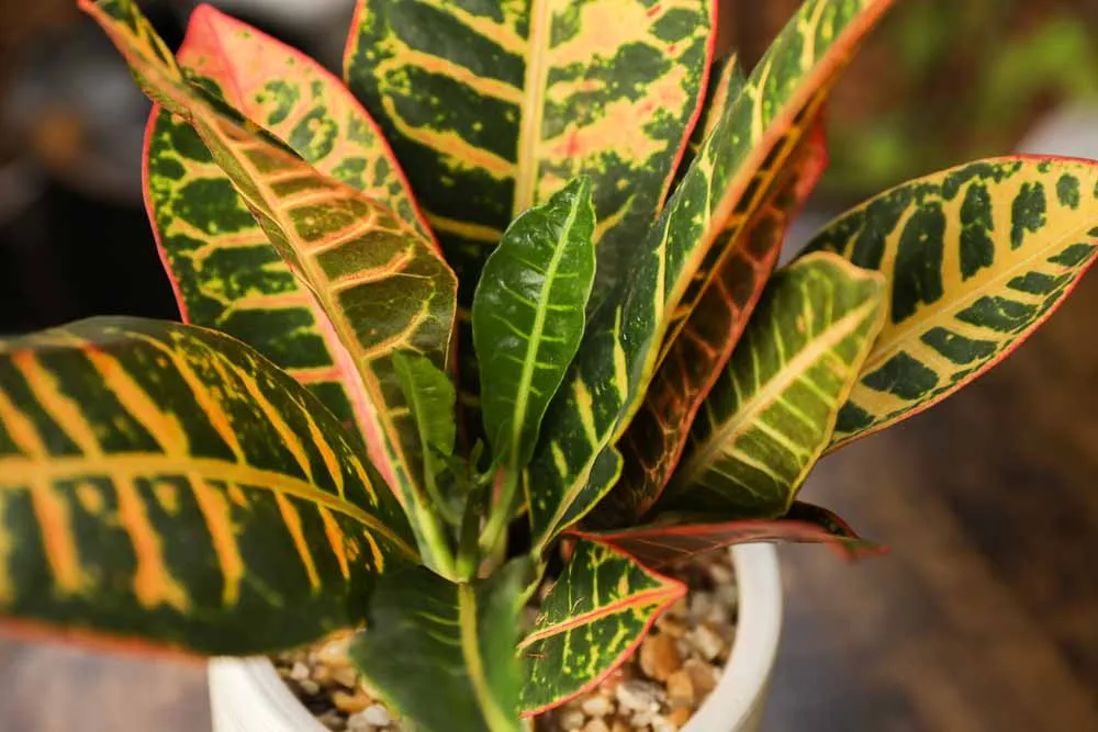 Croton