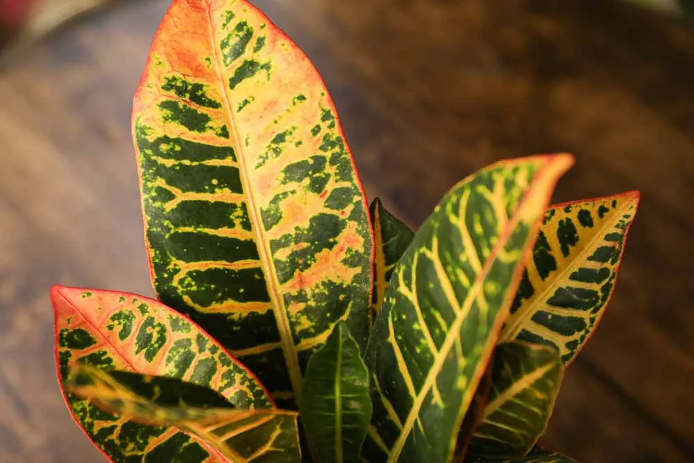 Croton, view 2