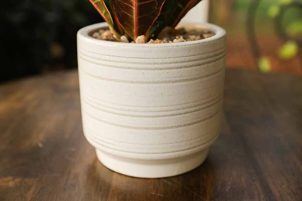 Croton, view 3