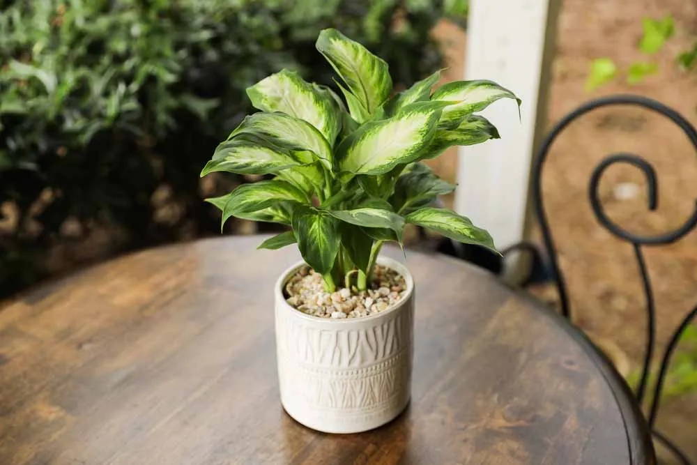 Dieffenbachia, view 2