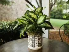 Dieffenbachia