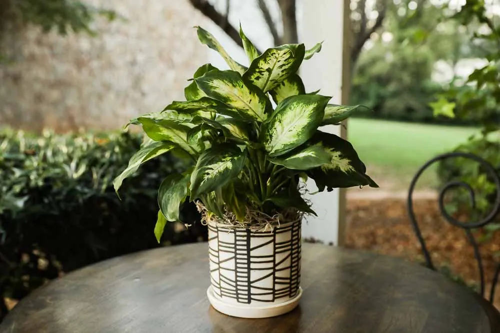 Dieffenbachia