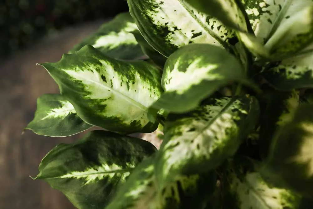 Dieffenbachia