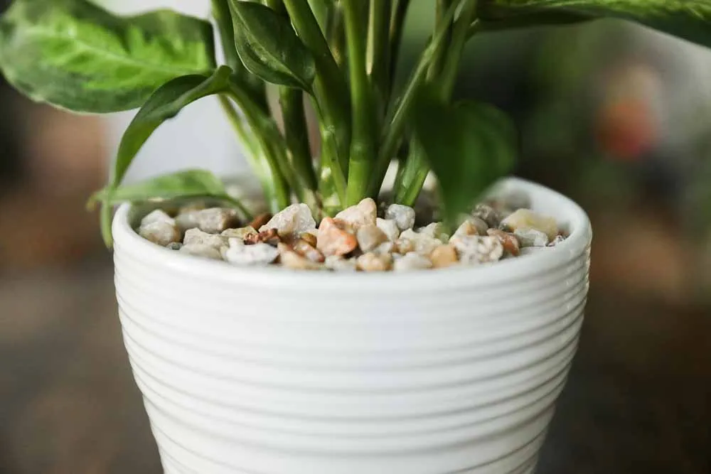 Dieffenbachia, view 4