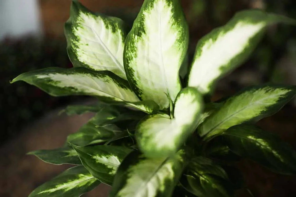Dieffenbachia, view 3