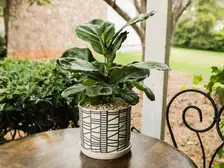 Fiddle Leaf Fig