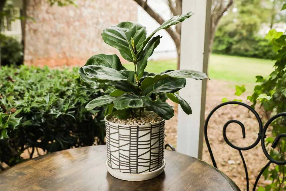 Fiddle Leaf Fig