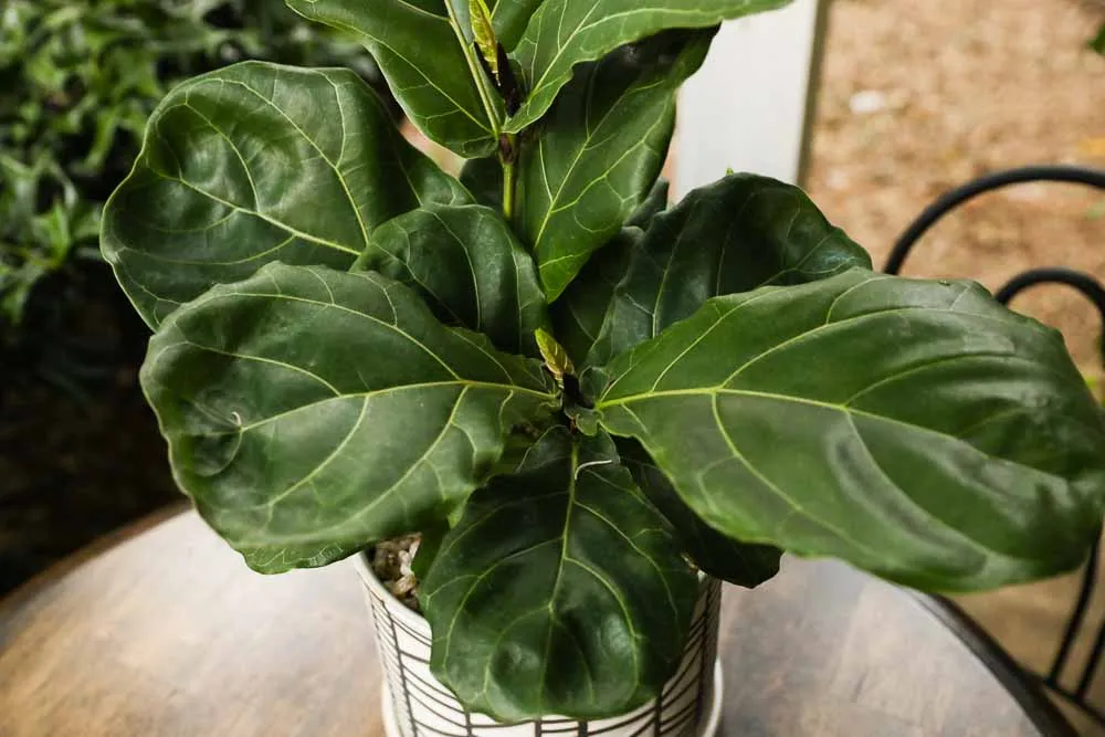 Fiddle Leaf Fig