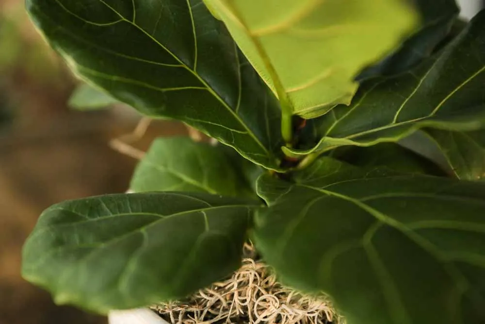 Fiddle Leaf Fig, view 2