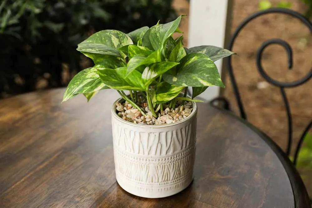 Golden Pothos