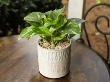 Golden Pothos
