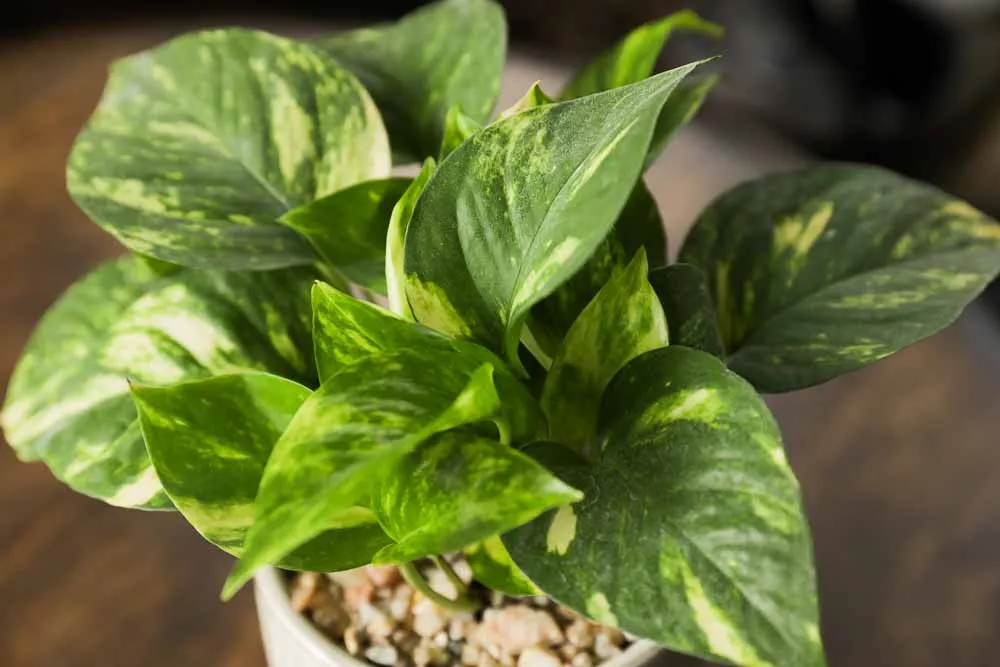 Golden Pothos