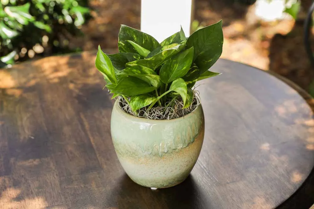 Golden Pothos, view 2