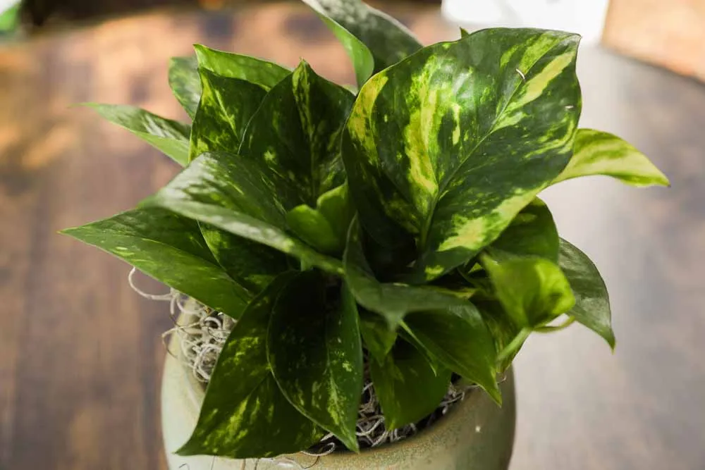 Golden Pothos, view 3