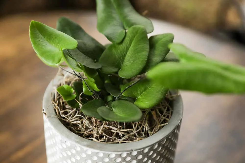 Heart Leaf Fern