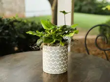 Heart Leaf Fern