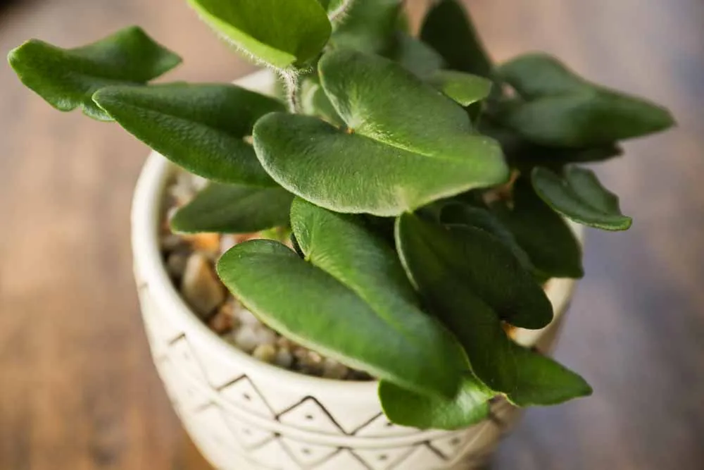 Heart Leaf Fern, view 6