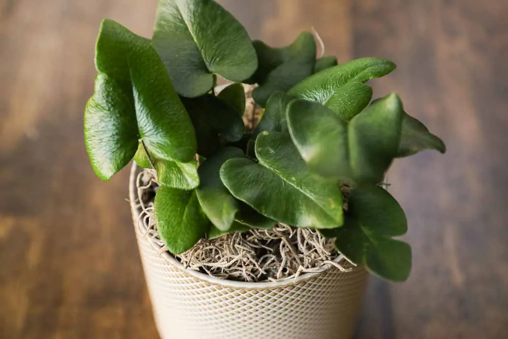 Heart Leaf Fern, view 9