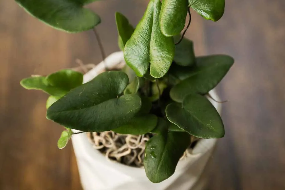 Heart Leaf Fern, view 12